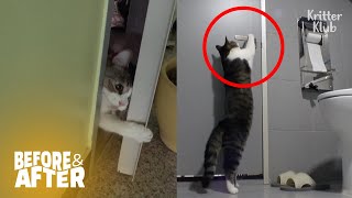 Genius Cat Unlocks Electronic Doors To Escape | Before & After Makeover Ep 46