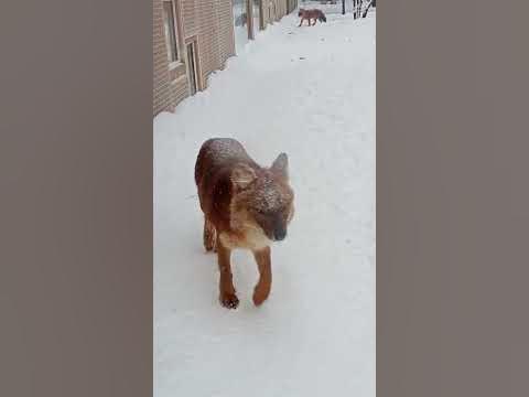 Красные волки - YouTube