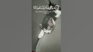 سورة الماعون القارئ أحمد بيازيد القرآن الكريم #القرآن_الكريم #abo_abdalrahman #quran #ترتيل_القرآن