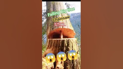 falling Big tree chainsaw STIHL #tree #falltree #falling #shortsfeed #shorts #treefelling