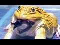 OMG!! Asian Bullfrog Eats Big Black Scorpion &amp; Coconut Worms