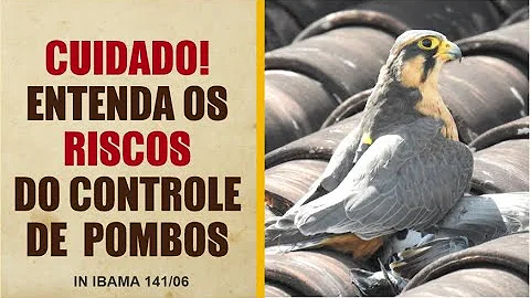 O que faço para acabar com pombos?