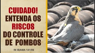 Controle de pombos - CUIDADO!