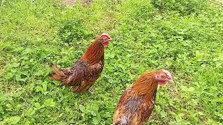 Golden Sebright Roosters (@)