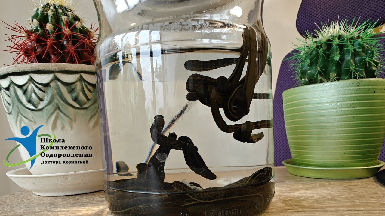 Зуд под коронками, ломота в деснах,  першение в горле, вздутие кишечника (после постановки пиявки)