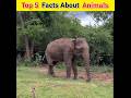 Top 5 Amazing Facts About Animals | Interesting Facts #facts #amazingfacts #animalsfacts  #shorts