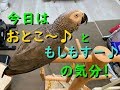 今日は「おとこ~♪」と「もしもすー☎」の気分♪ ヨウムのるいちゃん