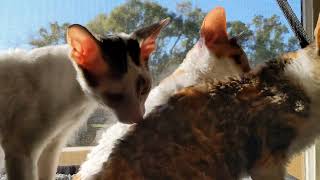 Cornish Rex Enjoying Sunny Window