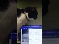 Cute Cat Vs Computer #cutecats #cats #funnycats #gatos