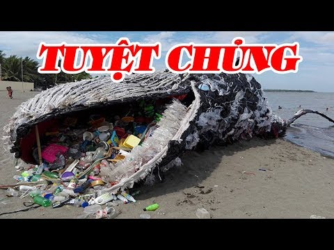 Video Những Sinh Vật Biển XẤU SỐ Bị TÀN PHÁ Bởi RÁC THẢI Của... - youtube