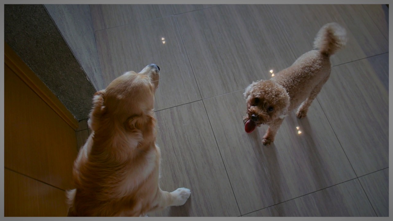 poodle toy Tiny Cabbage The Poodle Bullies Big Boss the Goldie Part 2