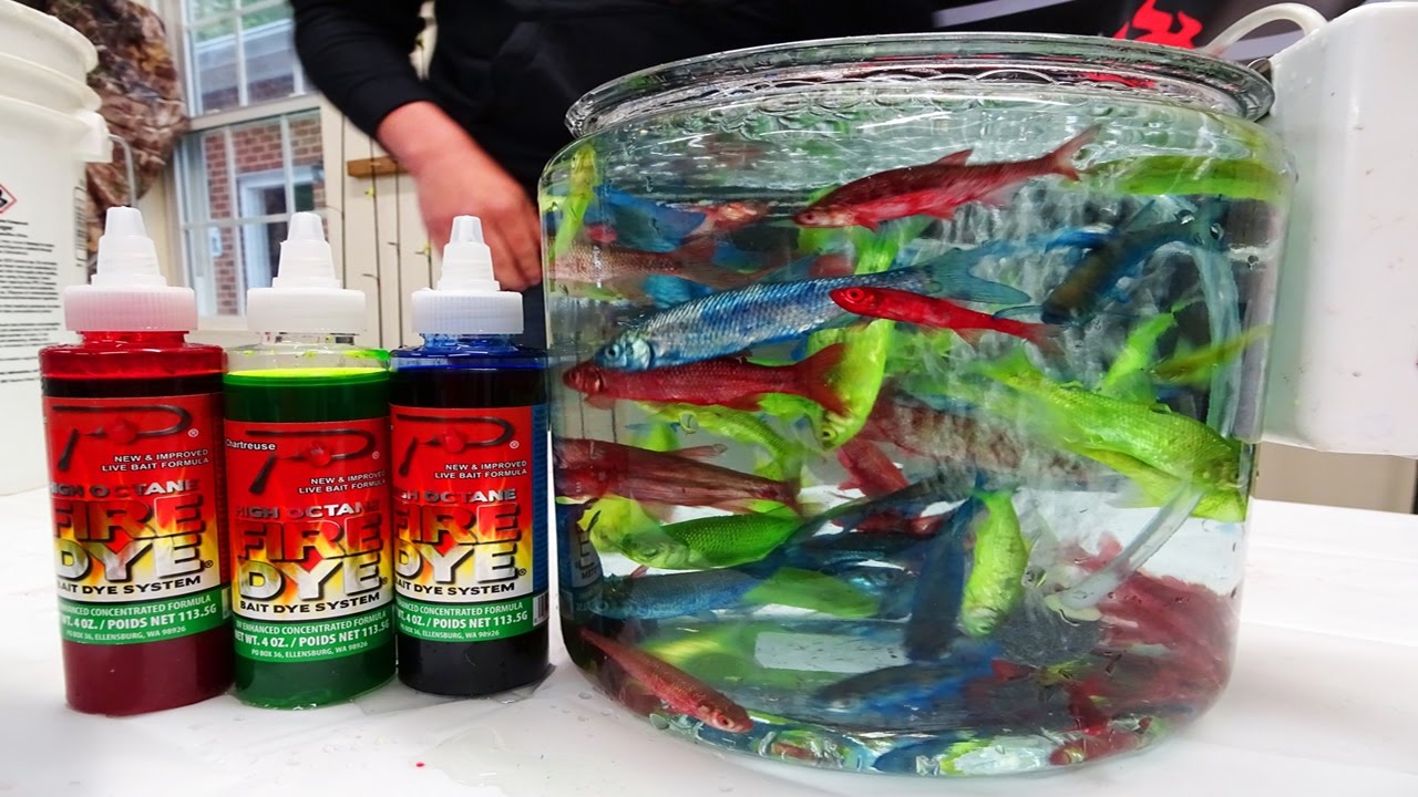 Epic Baits: Learn to Fire Dye Live Minnows 