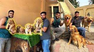 Import Quality Golden Retrievers Puppies in India