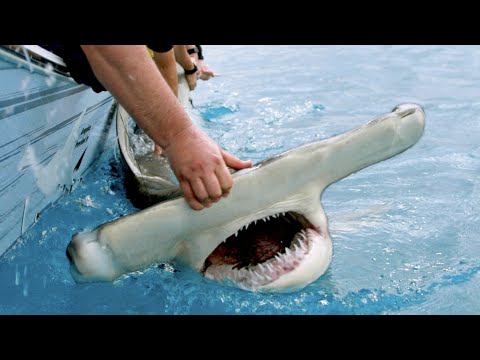 UNEXPECTED Giant Shark Catch & Release