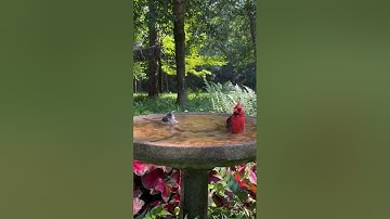 تلاوة خاشعة للقاري محمد المقيط(سورة العاديات)لاإله إلا الله محمد رسول الله