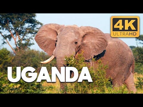 Uganda: The Heart of Africa’s Biodiversity Uganda: The Heart of Africa’s Biodiversity
