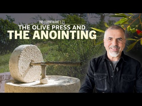 Olive Trees Over 2,000 Years Old Produce Bitter Fruit