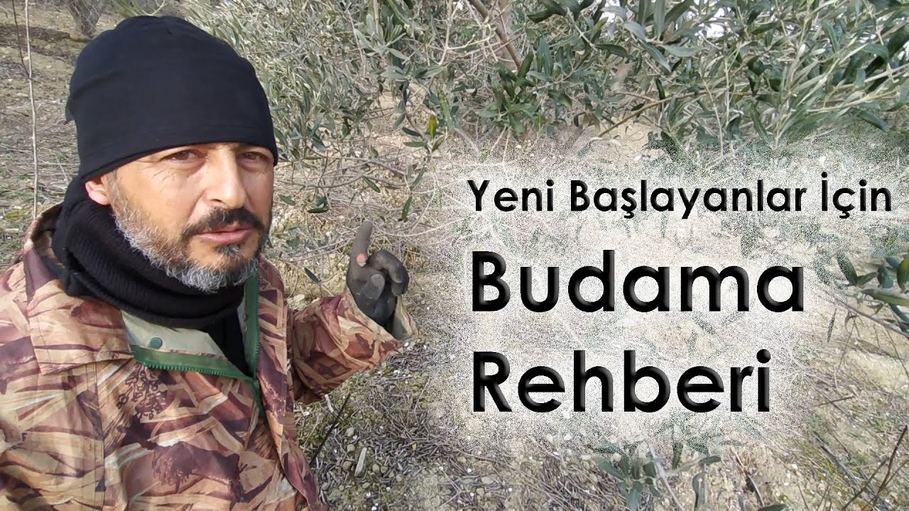 Yeni Başlayanlara Özel Zeytinde Budama Rehberi || Zeytinde Budama 2020