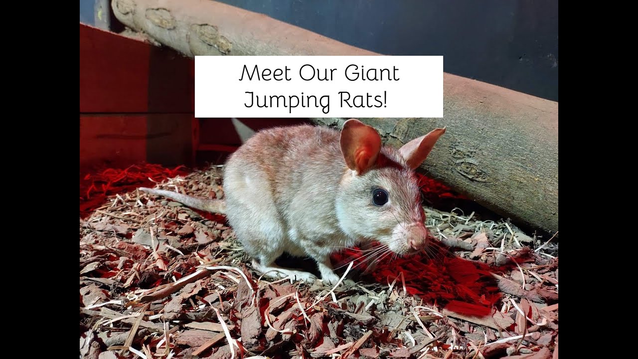 How High Can Giant Jumping Rats Jump? – MPUT