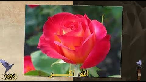 05 سورة المائدة كاملة للقارئ الشيخ محمد الطبلاوي