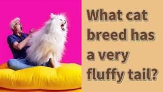 What cat breed has a very fluffy tail?