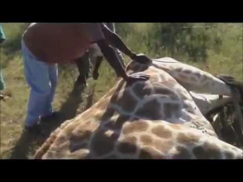 Giraffe Capture and Treatment by Dr. Stephen Gerber - YouTube