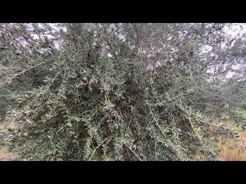 صنف الزيتون الصوراني السوري المزروع في العراق