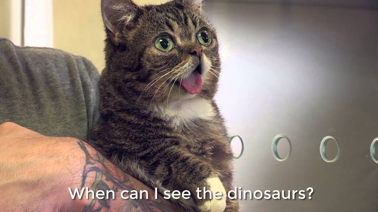 lil bub tours the aspca pet adoption center youtube lil bub tours the aspca pet adoption center youtube