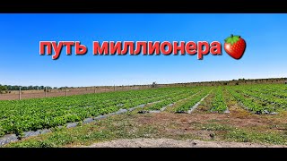 Путь миллионера! Бизнес план. Клубничный бизнес и тонкости начало этого вида деятельности.