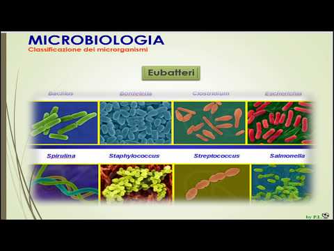 Video: Differenza Tra Coliformi Ed Enterobacteriaceae