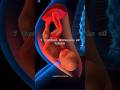 7 Cardinal Movements Of Labour Labour Delivery Obgy Dr Garima Mis Medicine 7 Cardinal Movements Of Labour Labour Delivery Obgy Dr Garima Mis Medicine
