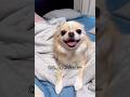 【すっきりして可愛くなりました♡】#チワワ #chihuahua #可愛い #shorts #チワワちゃん #癒し #cutedog #fyp #foryou