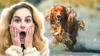 Saved And Styled: Rescue Dog Grooming Adventure by PawMeow 14,367 views 1 year ago 4 minutes, 36 seconds