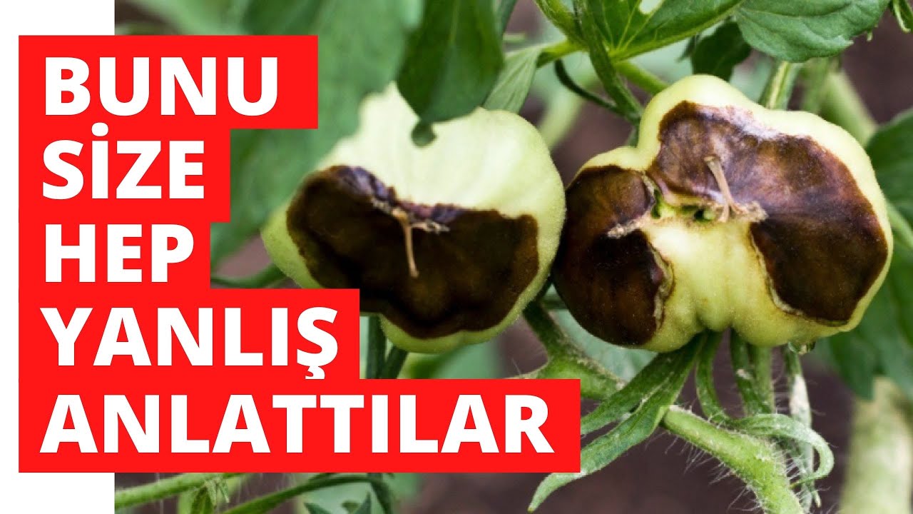 DOMATES NEDEN ÇÜRÜR??? BUNU SİZE HEP YANLIŞ ANLATTILAR Nedenleri, Çözümleri, Tedbirleri