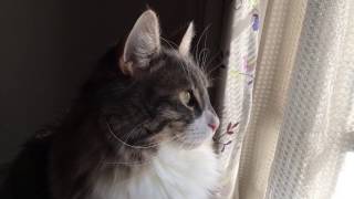 光を浴びる猫 ノルウェージャンフォレストキャットA cat in the light.Norwegian Forest Cat.