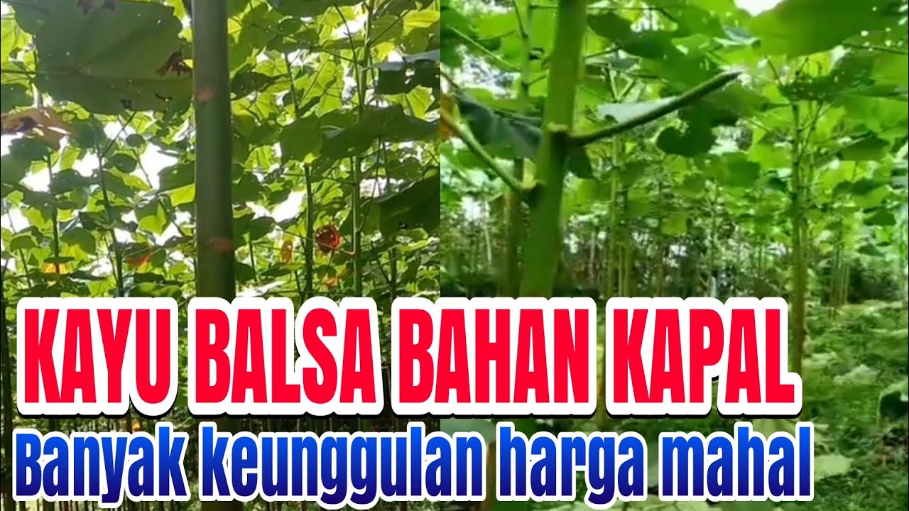 balsa kayu komersial memiliki banyak keunggulan kayu balsa Tasikmalaya