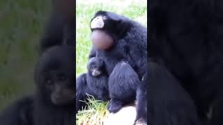 صوت القرد  monkey sound