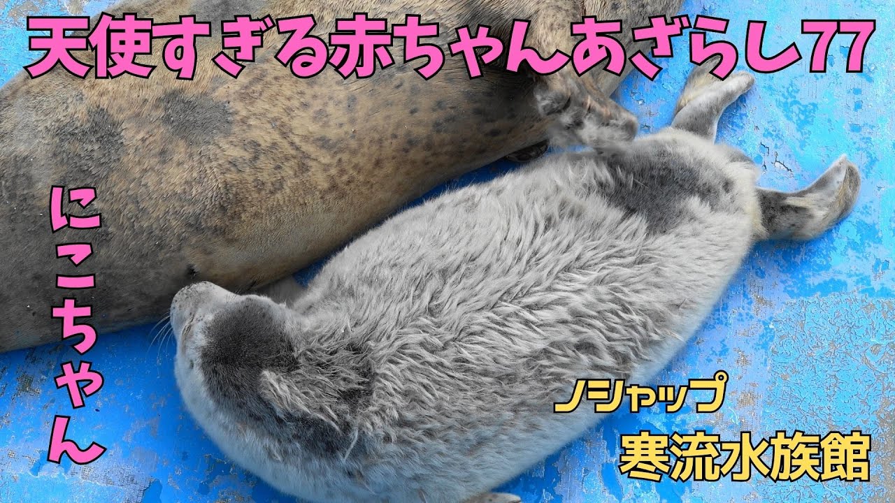 天使すぎる赤ちゃんあざらし77 にこ / Baby seal that is too