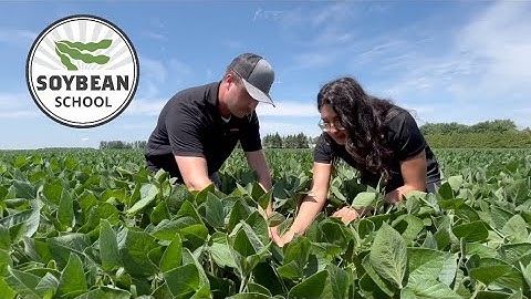 Soybean School: Finding a fit for biologicals