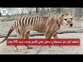 شاهد آخر نمر تسماني عاش في الأسر ومات منذ 85 عاما