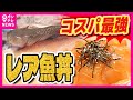 【味よしコスパよし】捨てられる運命の魚が「復活」激うま海鮮丼に「変貌」 総水揚げ量の3割占める「未利用魚」が脚光浴びる〈カンテレNEWS〉