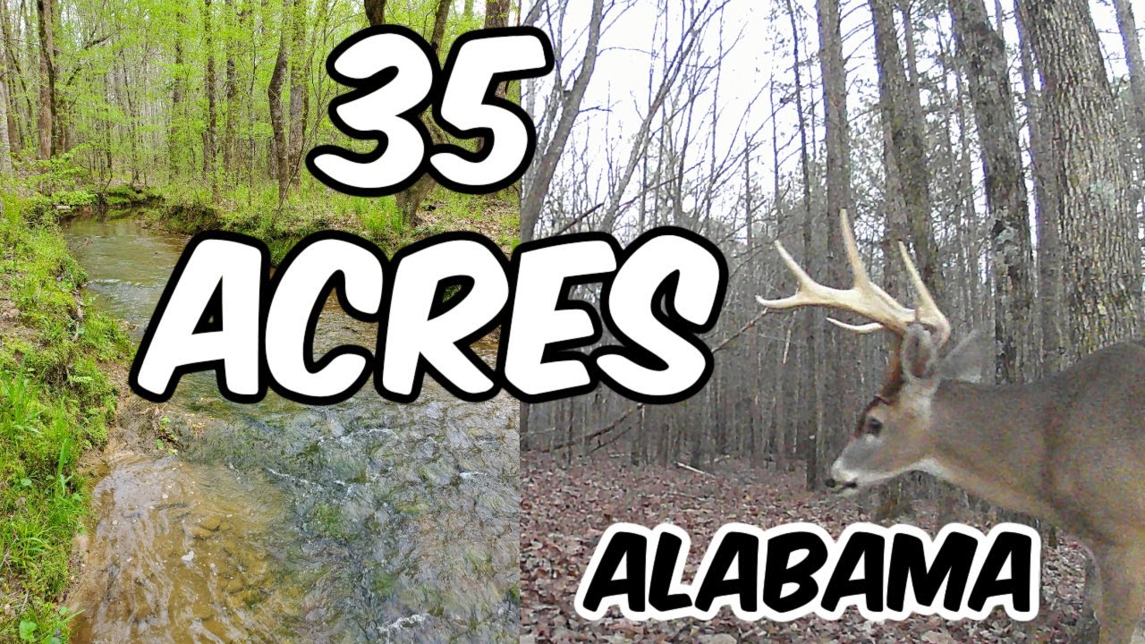 35 Acres Alabama Land For Sale Wooded on a Creek