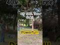 TESTING out Skil PWR CORE 40 Brushless battery POLE saw IN this OLD CEMETERY! FREE cleanup!