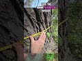 This #tree Has Been Here Since Before Texas Was a State 🤯 ISA Master #arborist Explains
