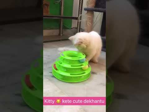 Kitty kete cute dekhantu // zeena Samalpanigrahy// subscribe to my channel