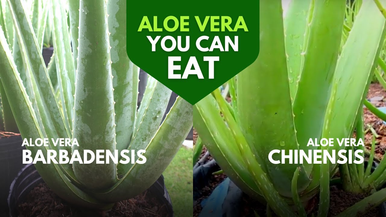 Which Aloe Vera Is Edible YouTube Which Aloe Vera Is Edible YouTube