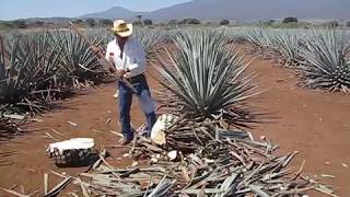 Agave Harvesting