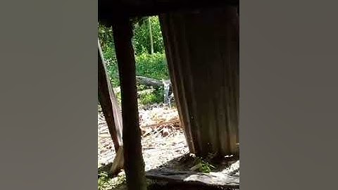 ntais pob kws los cia pub qaib