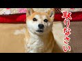 欲しいものが取れないところにあってお願い？する柴犬