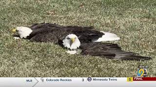 Volunteers help rescue eagles stuck in tough situation in Cedar Rapids Eagles Club Cedar Rapids